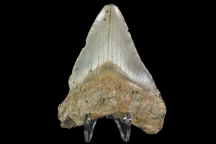 Bargain, Fossil Megalodon Tooth - North Carolina #91669